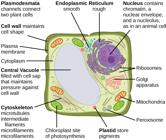 The Central Vacuole | Cell Structure