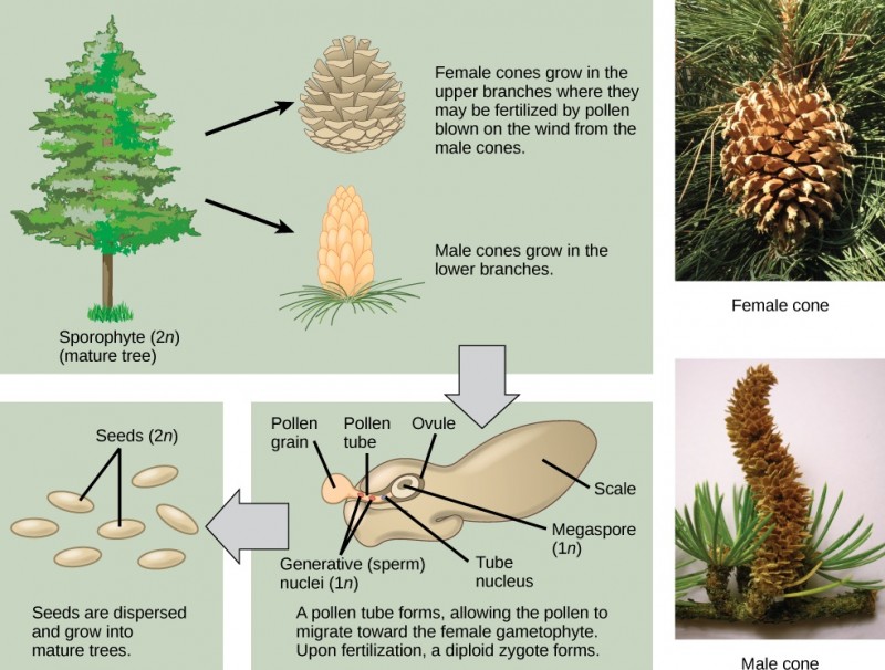  The conifer life cycle begins with a mature tree, which is called a sporophyte and is diploid (2n). The tree produces male cones in the lower branches, and female cones in the upper branches. The male cones produce pollen grains that contain two generative (sperm) nuclei and a tube nucleus. When the pollen lands on a female scale, a pollen tube grows toward the female gametophyte, which consists of an ovule containing the megaspore. Upon fertilization, a diploid zygote forms. The resulting seeds are dispersed, and grow into a mature tree, ending the cycle. Both the male and female cone are made up of rows of scales, but the male the female cone is round and wide, and the male cone is long and thin with thinner scales.